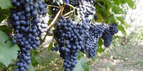 Sorta grožđa krasen: opis, fotografija, recenzije, video